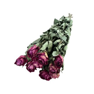 DriedRoses.com Roses séchées | Couleur: fuchsia | Longueur ± 50 centimeter | 10 tiges par bouquet | Par bouquet