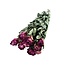 Getrocknete Rosen | Farbe: Fuchsia | Länge ± 50 centimeter | 10 Stiele pro Bund | Pro Bund