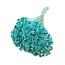 Glixia séchée blanchie | Couleur: Bleu | Asteraceae Fleurs séchées | Longueur ± 50 centimeter | Poids 50 gram | Par bouquet