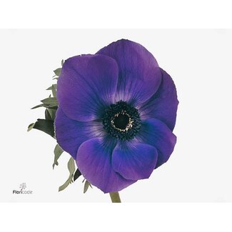 Freshy Anemone Coronaria “Galil Blauw” | Kleur: Paars | Lengte ± 45 centimeter | Per 50 stelen