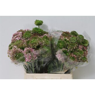 Freshy Ranunculus Ranonkel Ponpon “Hermione” | Kleur: Gemengde Kleuren | Lengte ± 55 centimeter | Per 25 stelen