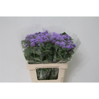 Freshy Ageratum 65cm