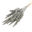 Amaranthus Cruentus gris fleurs séchées | Longueur ± 60 centimètres | Poids ± 125 grammes