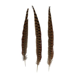 4A Plumes de faisan | Couleur: Marron | Longueur 30 - 35 centimètre | Par 2 plumes