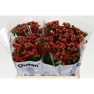 Freshy Kalanchoe “Pretty Red Meadow” | Kleur: Rood | Lengte ± 40 centimeter | Per 10 stelen