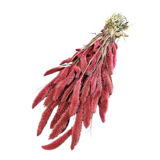 Dutch Dried Gedroogde Setaria | Kleur: Koraalkleurig | Setarea Droogbloemen | Lengte ± 70 centimeter | Gewicht 150 gram | Per bos