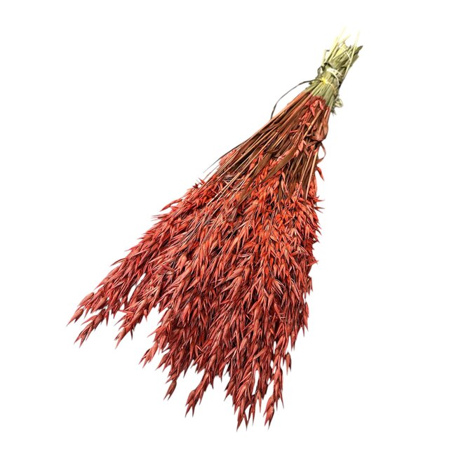 Gedroogde Haver | Kleur: Koraalkleurig | Avena Droogbloemen | Lengte ± 70 centimeter | Gewicht 150 gram | Per bos