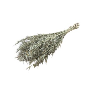 Casa Alegria Getrockneter Wilder Hafer | Farbe: Natur | Wilde Hafer Trockenblumen | Länge ± 70 centimeter | Gewicht 150 gram | Pro Bund