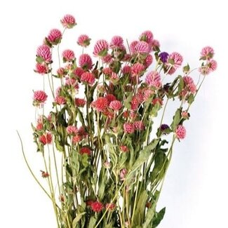 Casa Alegria Gedroogde Kogelamaranth | Kleur: Lichtroze | Gomphrena Droogbloemen | Lengte ± 70 centimeter | Gewicht 100 gram | Per bos