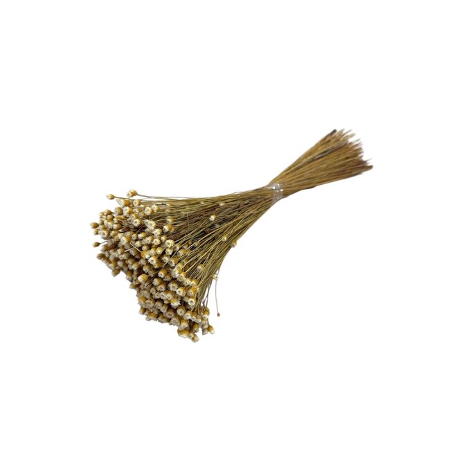 Getrocknete Jazilda Happy Flower | Farbe: Natur | Länge ± 50 centimeter | Gewicht 100 gram | Pro Bund
