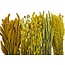 Kit DIY de fleurs séchées "Schokland" | Cinq types de fleurs séchées jaunes dans une boîte
