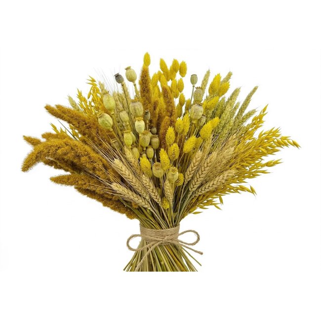 Droogbloemen DIY set "Schokland" | Vijf soorten gele droogbloemen in een box