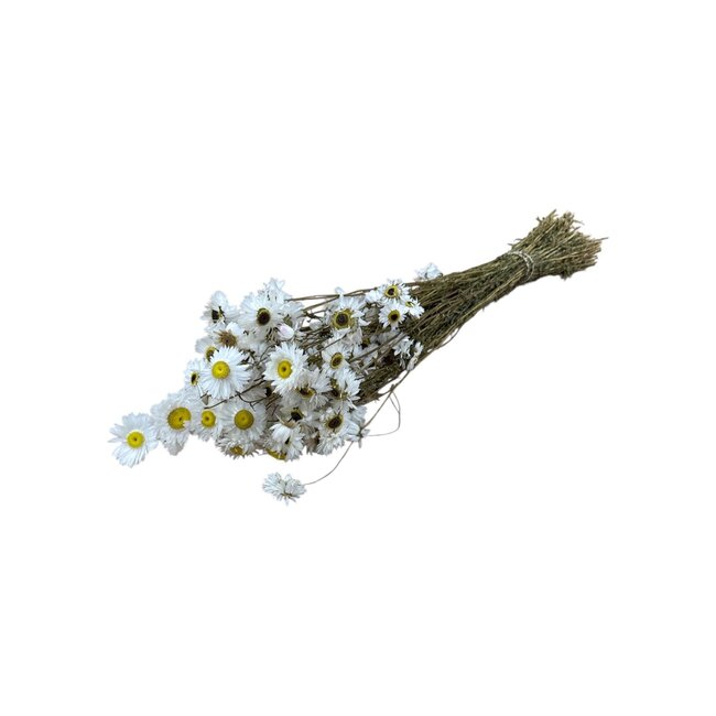 Natural white Acroclinium dried flowers | Length ± 45 centimetres | Weight ± 100 grams