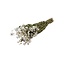 Rhodante fleurs séchées blanches naturelles | Longueur ± 45 centimètres | ± 35 fleurs par bouquet