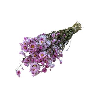 Dutch Dried Roze naturelle Rhodante droogbloemen | Lengte ± 45 centimeter | ± 35 bloemen per bos