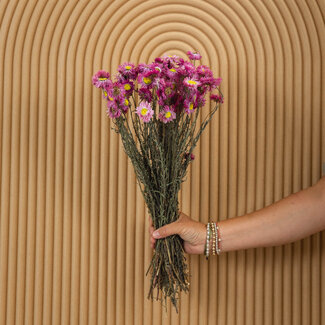 Dutch Dried Naturel roze Acroclinium droogbloemen | Lengte ± 45 centimeter | Gewicht ± 100 gram