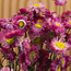 Natural pink Acroclinium dried flowers | Length ± 45 centimetres | Weight ± 100 grams
