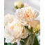 Ranunkel Kunstblumenstrauß | Farbe: Lachs | Länge: 50 Zentimeter | Pro 5 Blumen