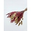 Trockenblumenstrauß "Moulin Rouge" | Länge ± 50 Zentimeter | Mit rosa und weißen Trockenblumen