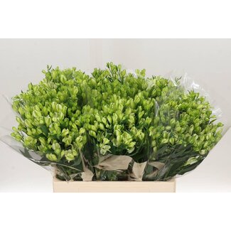 Freshy Korte Alstroemeria “White Pearls” | Kleur: Wit | Lengte ± 60 centimeter | Per 20 stelen