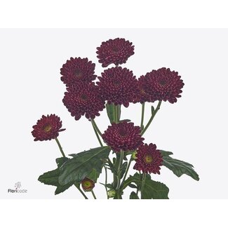Freshy Chrysant santini Jinda Red X L