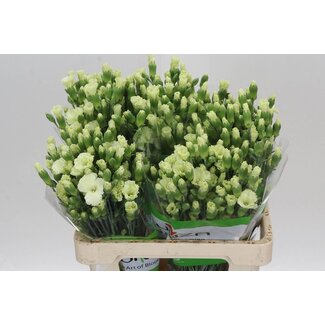 Freshy Trosanjer “Solomio Bern” | Enkelbloemig | Kleur: Groen | Lengte ± 60 centimeter | Per 20 takken