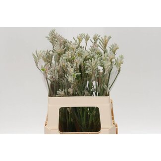 Freshy Anigozanthos Kangoeroepoot “Bush Diamond” | Kleur: Grijs | Lengte ± 60 centimeter | Per 20 stelen