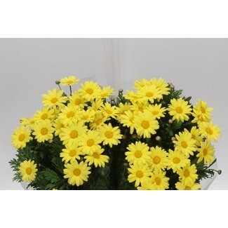 Freshy Leucanthemum Margriet | Kleur: Geel | Per 25 stelen