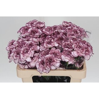 Freshy Korte Anjer “Damascus” | Kleur: Wit Paars | Lengte ± 55 centimeter | Per 20 stelen