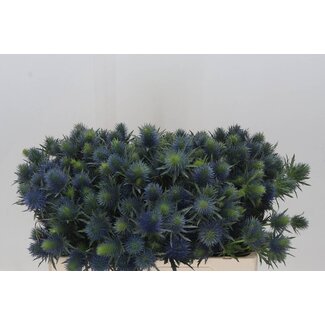 Freshy Eryngium “Supernova Questar” | Kleur: Paars | Lengte ± 50 centimeter | Per 10 stelen