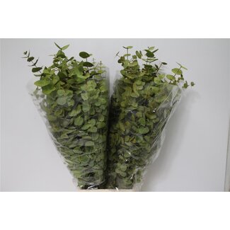 Freshy Eucalyptus Cinerea | Kleur: Kleurbehandeld Geel | Lengte ± 70 centimeter | Gewicht 200 gram per bos | Per 5 bossen
