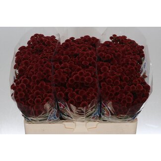 Freshy Chrysanthemum Chrysant Santini “Mad Red Tyolo” | Kleur: Rood | Lengte ± 55 centimeter | Per 25 stelen