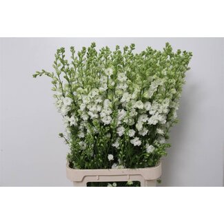 Freshy Consolida Ridderspoor “White” | Kleur: Wit | Lengte ± 100 centimeter | Per 10 stelen