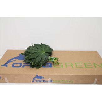 Freshy Aralia Blad | Kleur: Groen | Lengte ± 30 centimeter | Per 5 bossen
