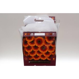 Freshy Gerbera Mi Aqua “Wakita” | Kleur: Geel | Lengte ± 45 centimeter | Per 20 stelen