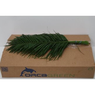 Freshy Phoenix Roebelenii | Colour: Green | Length ± 60 centimetre | Per 5 bunches