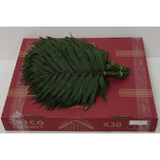 Freshy Chamaedorea Chico Jumbo | Kleur: Groen | Lengte ± 50 centimeter | Per 5 bossen