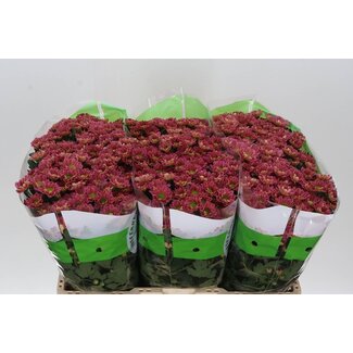 Freshy Chrysanthemum Chrysant Santini “Rossi Lobster” | Kleur: Bruin | Lengte ± 55 centimeter | Per 25 stelen