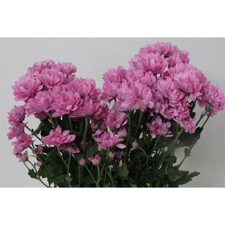 Freshy Troschrysant Chrysanthemum “ResQ” | Kleur: Paars | Lengte ± 70 centimeter | Gewicht ± 85 gram per tak | Per 10 stelen