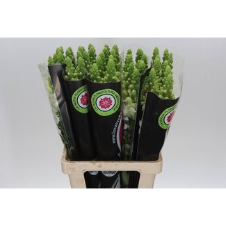 Freshy Antirrhinum Poto. White 70cm