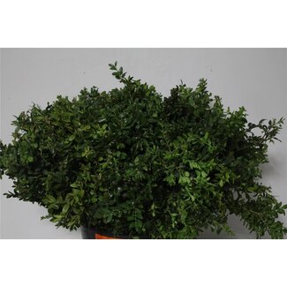 Freshy Buxus Groen | Kleur: Groen | Lengte ± 55 centimeter | Per 5 bossen
