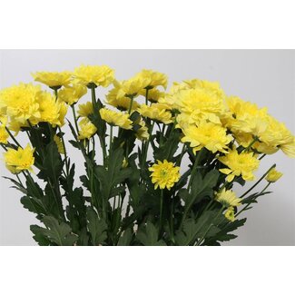 Freshy Troschrysant Chrysanthemum “Pastela Sunny” | Kleur: Geel | Lengte ± 70 centimeter | Gewicht ± 90 gram per tak | Per 10 stelen