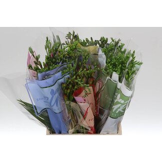 Freshy Freesia enkel Gemengd X 10 5 Kleur