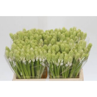 Freshy Hyacinthus Hyacint “White City” | Kleur: Wit | Lengte ± 35 centimeter | Per 50 stelen