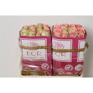 Freshy Grootbloemige Roos “Esperance” | Kleur: Roze | Lengte ± 50 centimeter | Herkomst Ecuador | Per 25 stelen