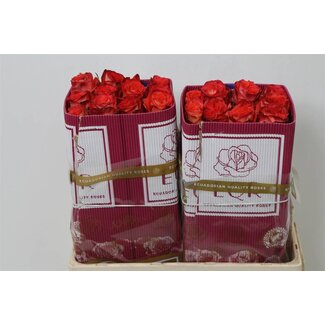 Freshy Grootbloemige Roos “High & Magic Orange” | Kleur: Rood | Lengte ± 50 centimeter | Herkomst Ecuador | Per 25 stelen