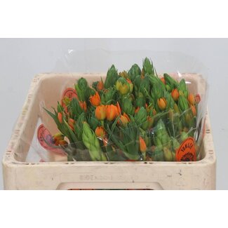 Freshy Ornithogalum Dubium “Sunshine” | Kleur: Oranje | Lengte ± 50 centimeter | Per 50 stelen