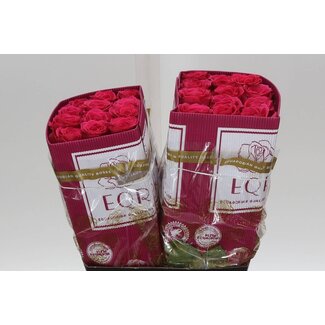 Freshy Grootbloemige Roos “Full Monty” | Kleur: Roze | Lengte ± 40 centimeter | Herkomst Ecuador | Per 25 stelen