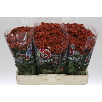 Freshy Chrysanthemum Chrysant Santini “Mad Orange Tyolo” | Kleur: Oranje | Lengte ± 55 centimeter | Per 25 stelen