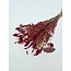 Bouquet de fleurs séchées "Layla" | Longueur ± 50 centimètres | Avec des fleurs séchées roses et rouges